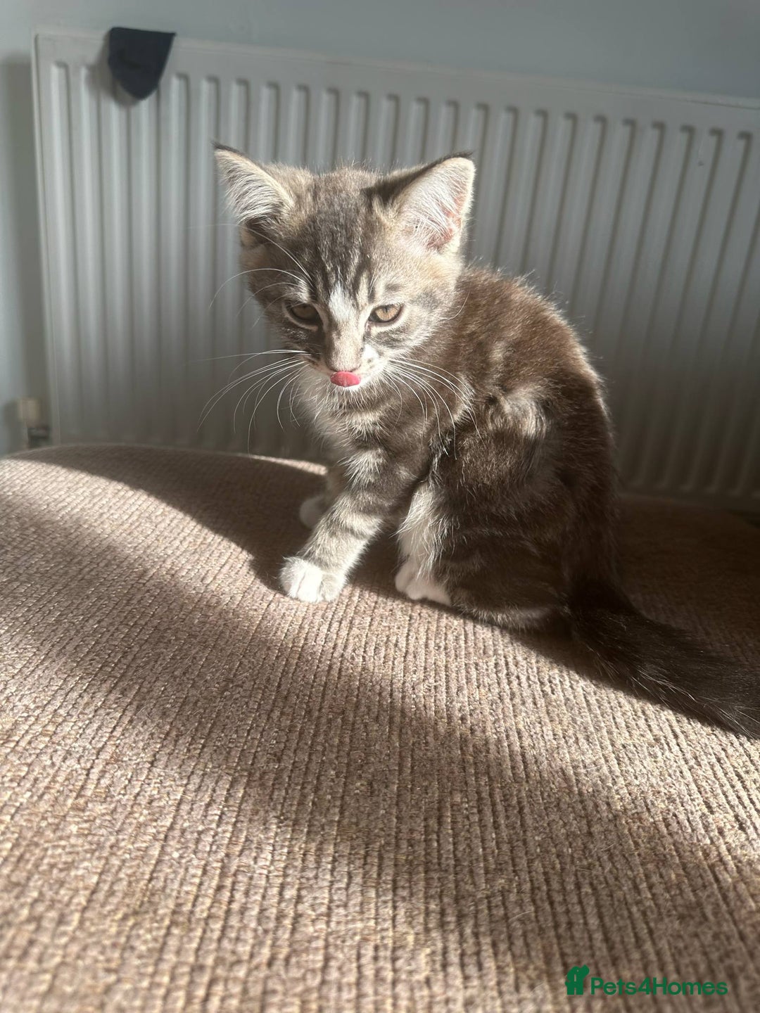 Mixed Breed cats for sale: Mixed breed kittens for sale - Image 3