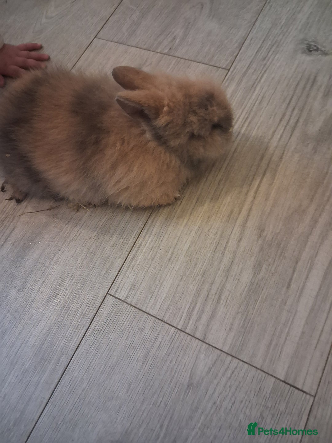 Lionhead rabbits for sale: Lionhead  - Advert 10
