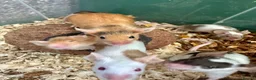 Mouse rodents for sale: Pet Fancy Mice - Advert 11
