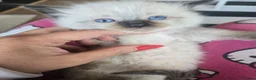 Ragdoll cats for sale: Just 2 left: Purebred female Ragdoll kittens - Advert 14