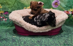 Mixed Breed dogs for sale: Dapple Dachshund mixed breed pups  - Image 5