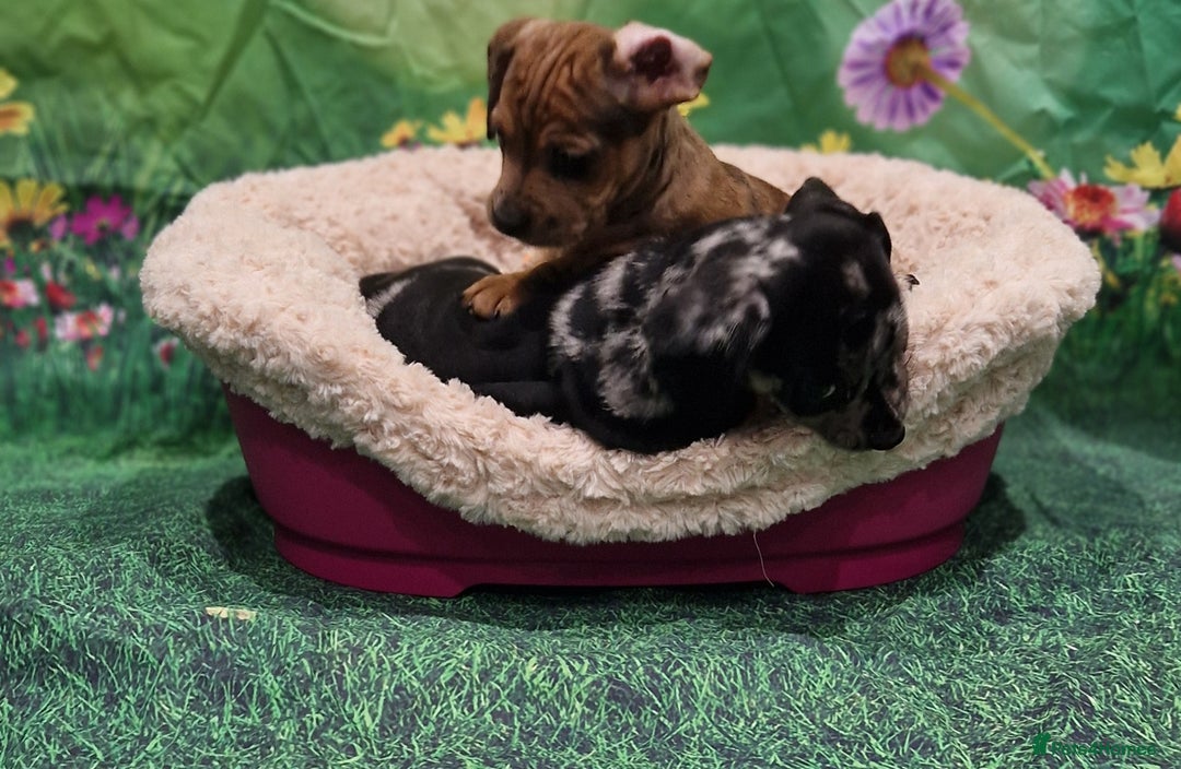 Mixed Breed dogs for sale: Dapple Dachshund mixed breed pups  - Image 5