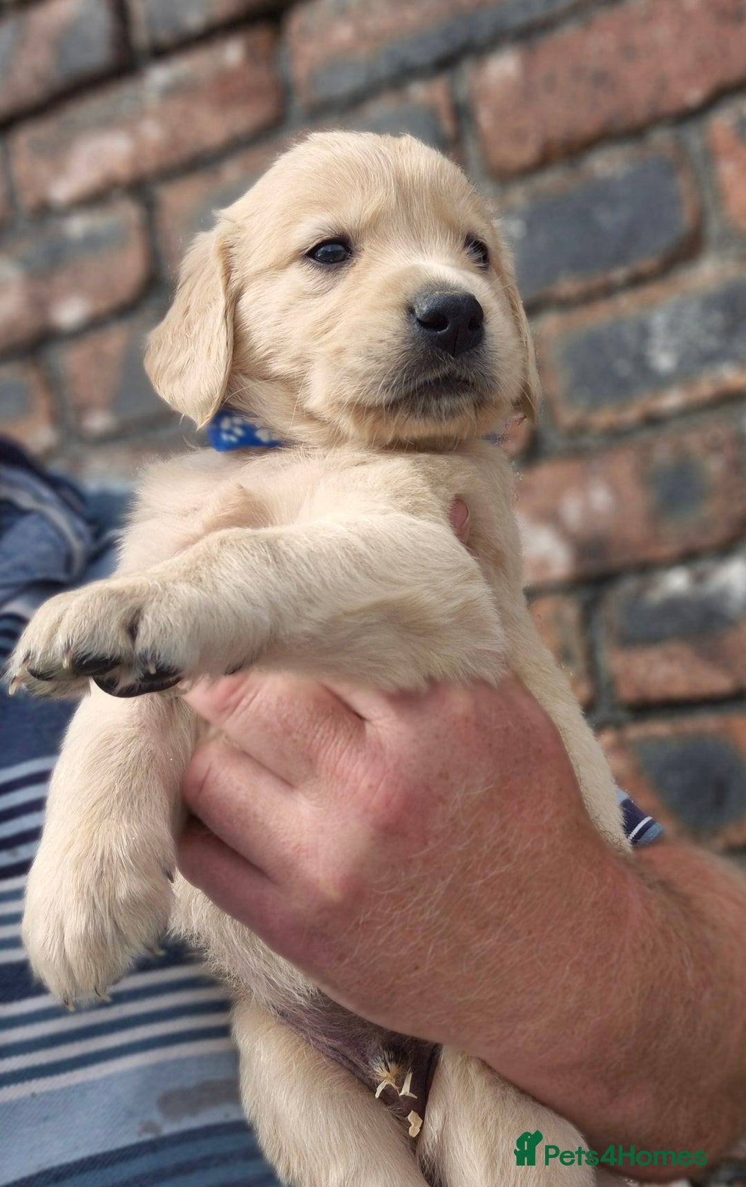 Golden Retriever dogs for sale: KC GOLDEN RETRIEVER PUPPIES HEALTH TESTED PARENTS  - Image 11
