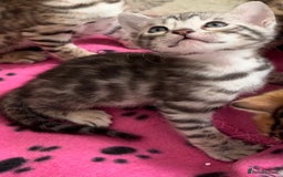 Bengal cats for sale: 😍3 Beautiful Bouncy Bengals Need A Home 😍 - Image 3
