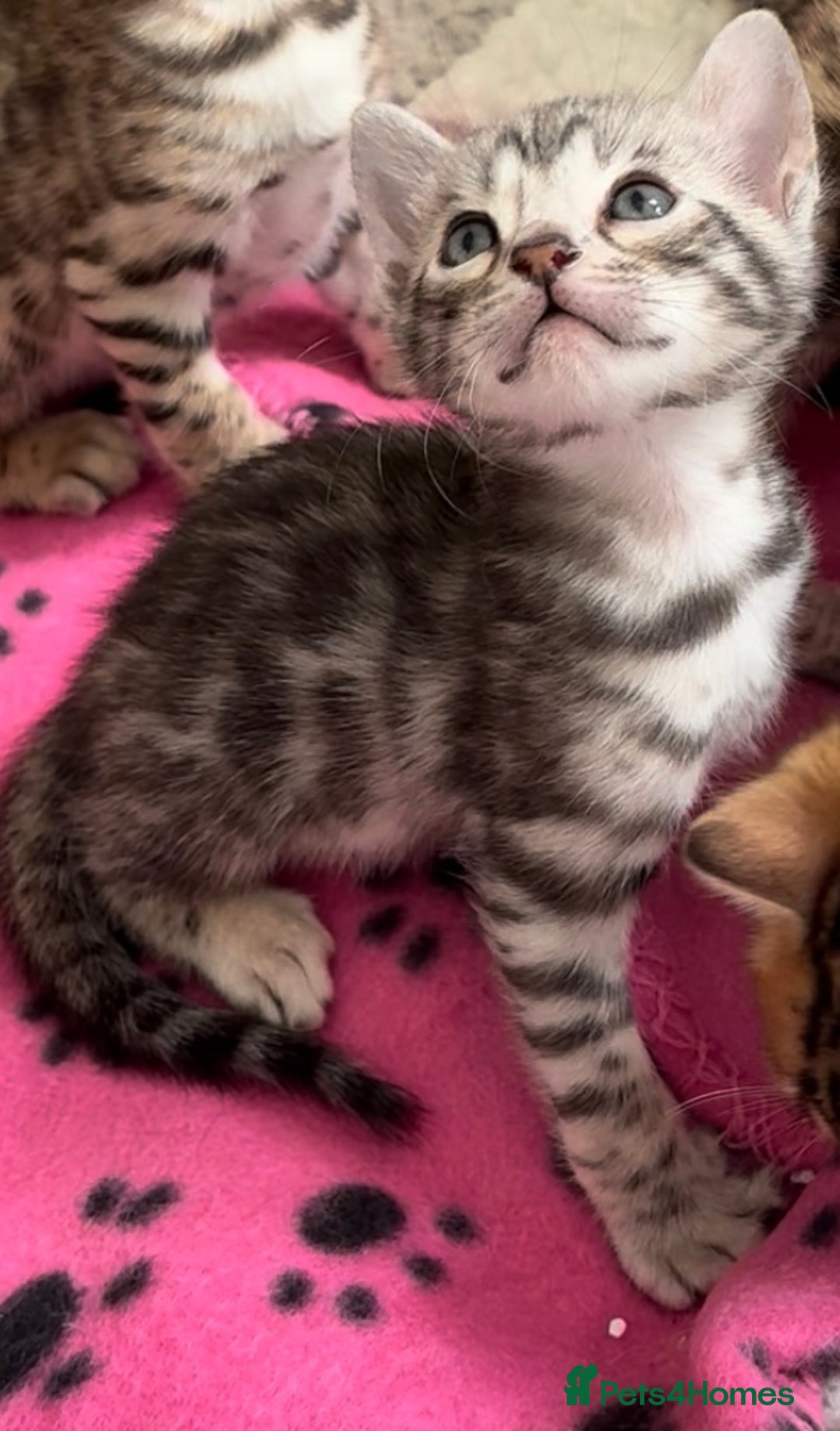 Bengal cats for sale: 😍3 Beautiful Bouncy Bengals Need A Home 😍 - Image 3