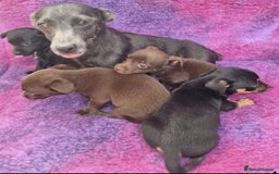 Jack Russell dogs for sale: Miniature Jack Russel’s - Image 21