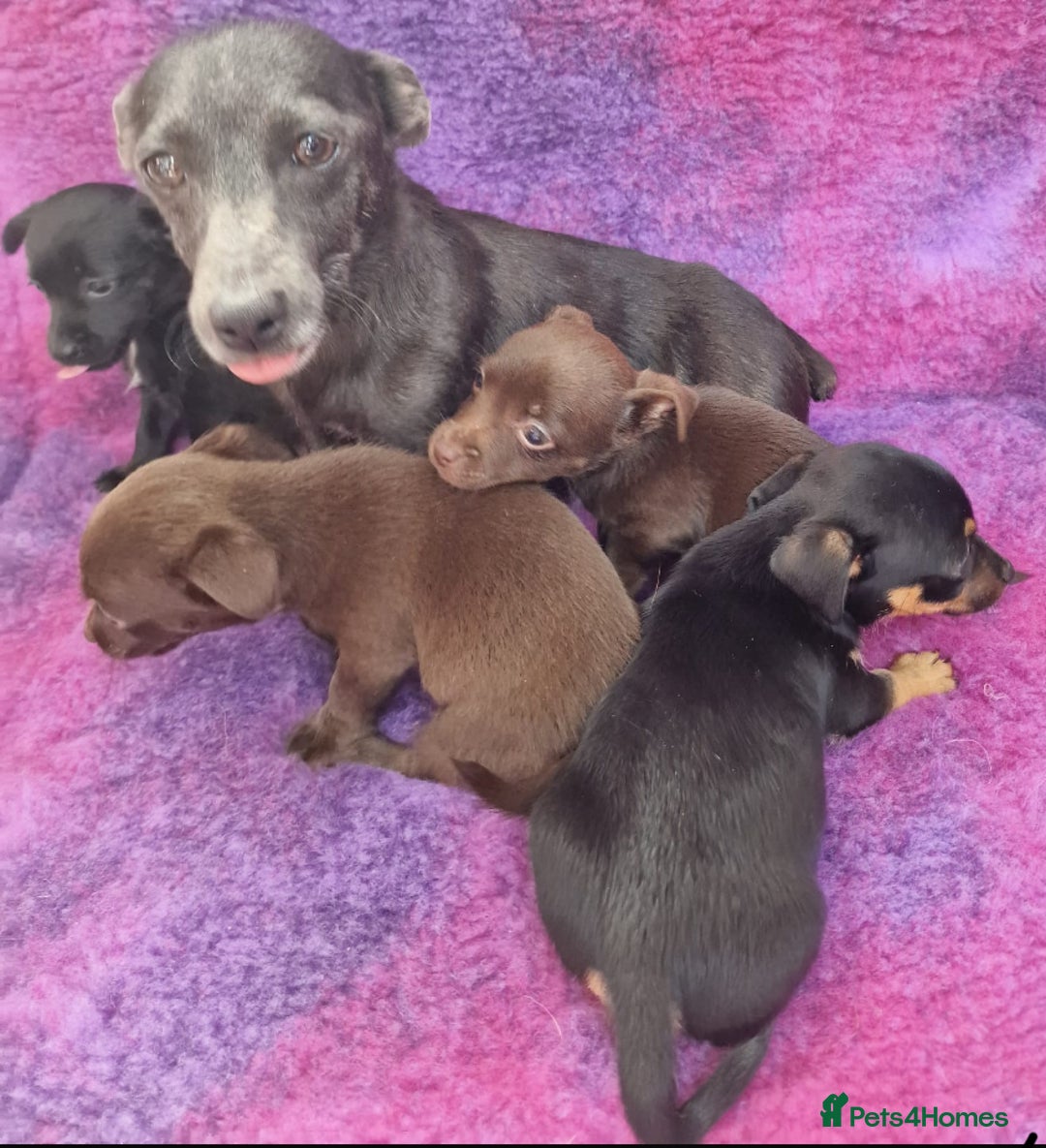 Jack Russell dogs for sale: Miniature Jack Russel’s - Image 21