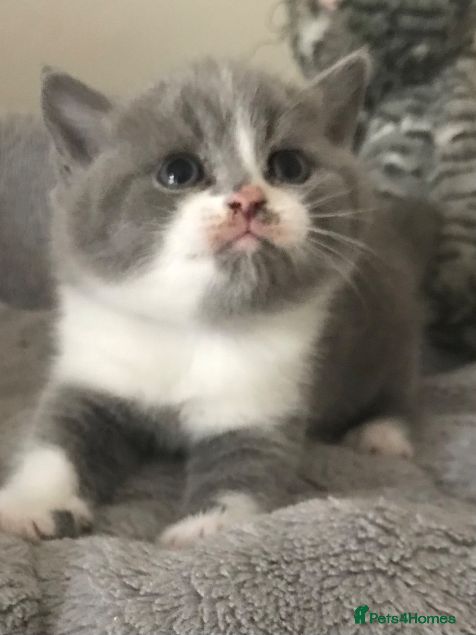 British Shorthair cats GCCF Blue and Bicolour Kittens  - Advert 3