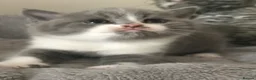 British Shorthair cats for sale: GCCF Blue and Bicolour Kittens  - Advert 11