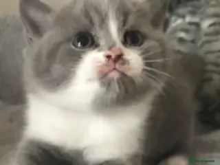 British Shorthair cats GCCF Blue and Bicolour Kittens - Advert 3