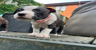 Staffordshire Bull Terrier dogs in Chatteris - Advert 10