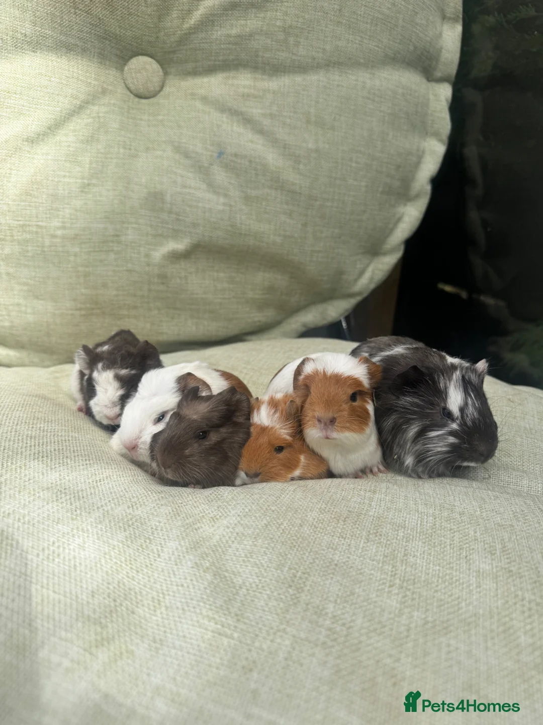 Guinea Pig rodents for sale: Baby guinea pigs  - Advert 1