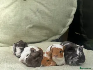 Guinea Pig rodents for sale: Baby guinea pigs - Advert 1