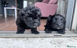 Cockapoo dogs for sale: 5 black cockapoos - Image 9
