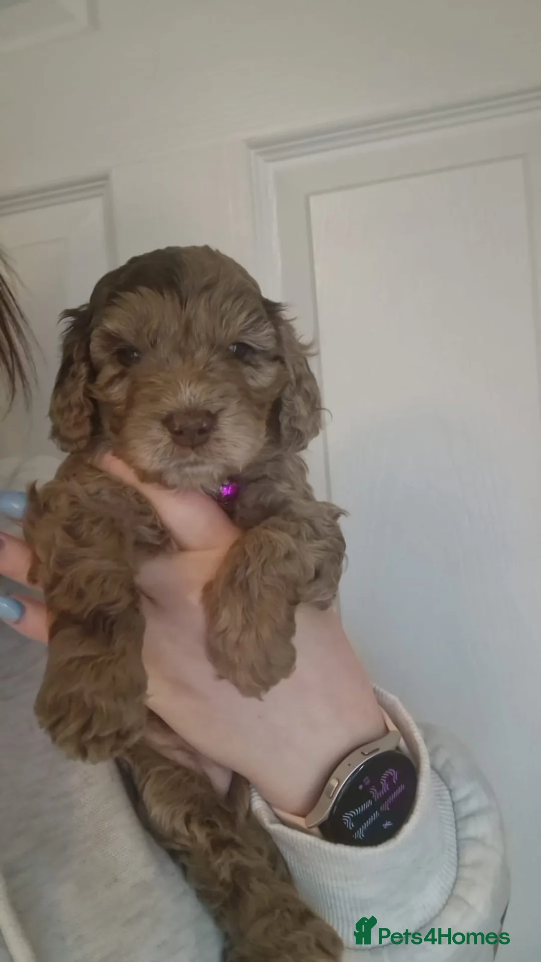 Cockapoo dogs for stud: PROVEN DNA tested Cockapoo Stud-Chocolate Merle in Stafford - Advert 37