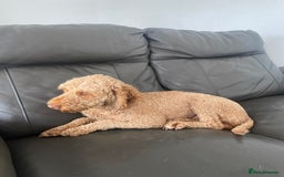 Jackapoo dogs for sale: Beautiful Jackapoo Puppy Black and Tan  - Image 11