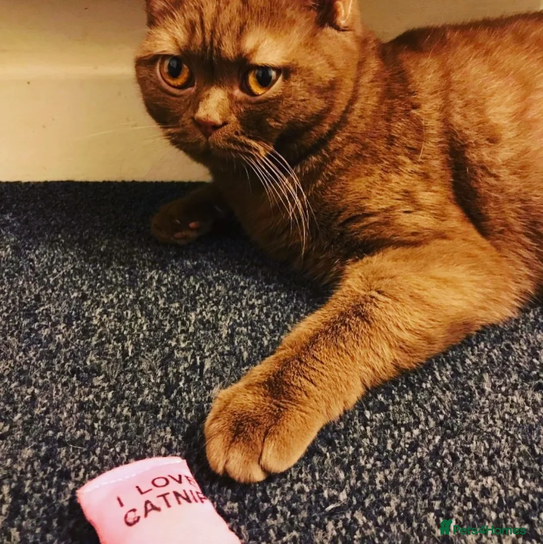 British Shorthair cats for sale: Rehome 2 british shorthair sisters - Advert 2