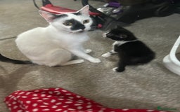 Mixed Breed cats for sale: Beautiful marking very fluffy  - Image 2