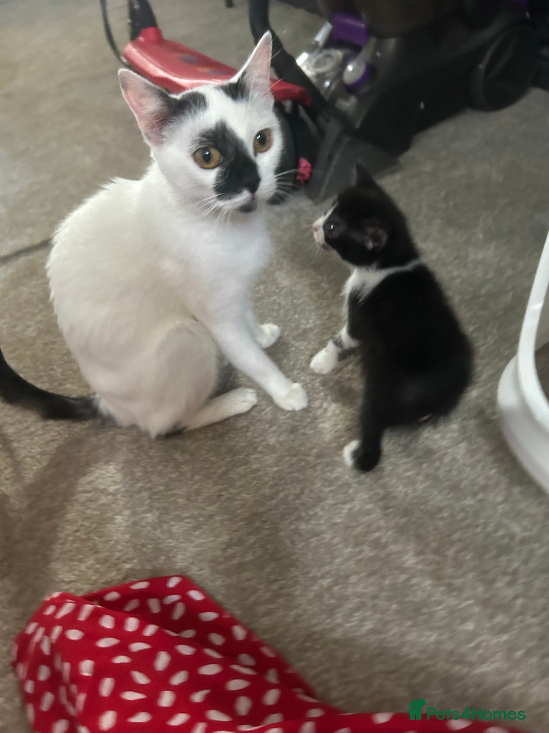 Mixed Breed cats for sale: Beautiful marking very fluffy  - Image 2