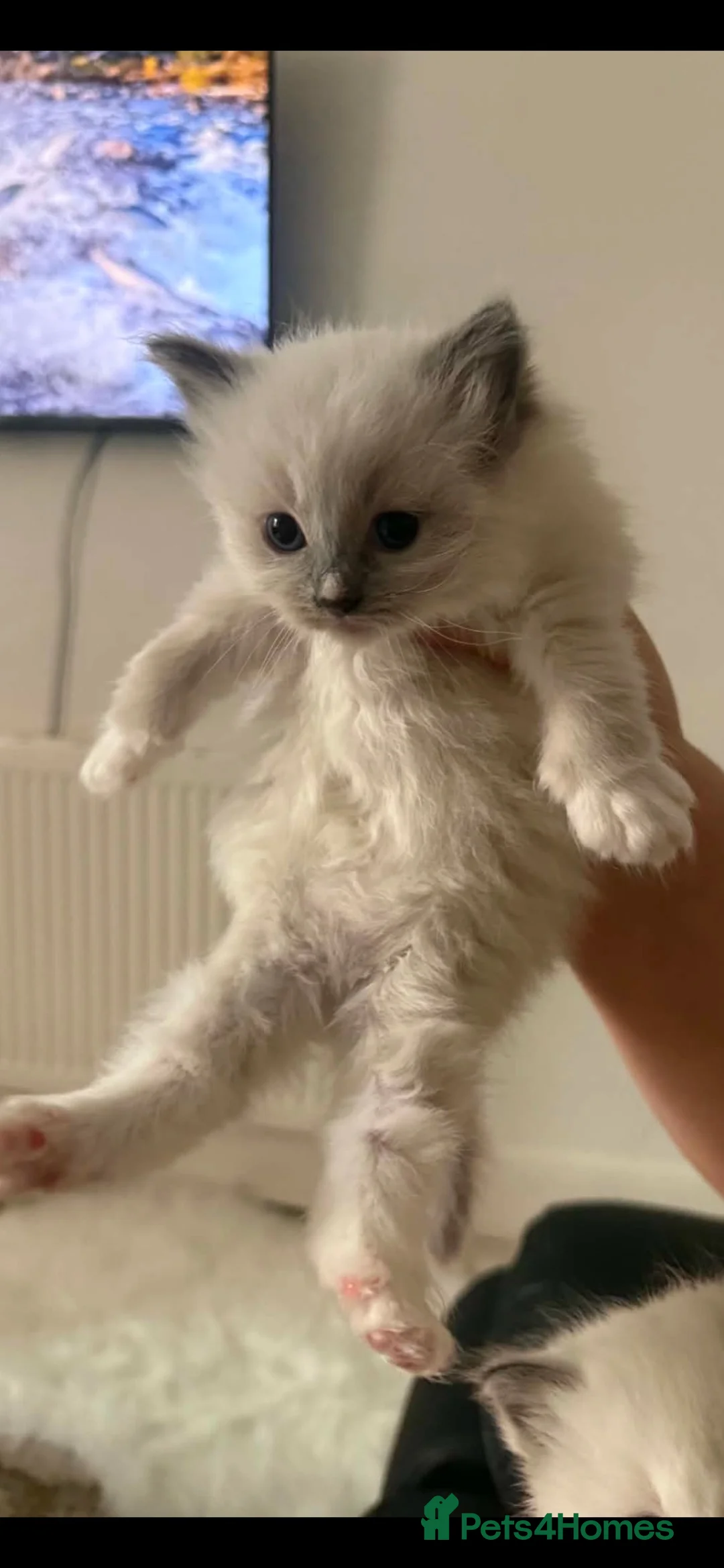 Ragdoll cats for sale: Ragdoll kittens  - Advert 2