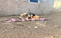 Cockerdor dogs for sale: cockerdor puppies - Image 2