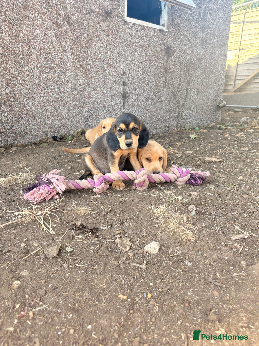 Cockerdor dogs for sale: cockerdor puppies - Image 2