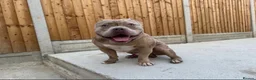American Bully dogs for sale: Pocket bully puppies  - Advert 25