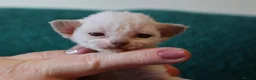 Devon Rex cats for sale: Devon rex kittens FIFE registered/spayed in Rainham - Advert 3