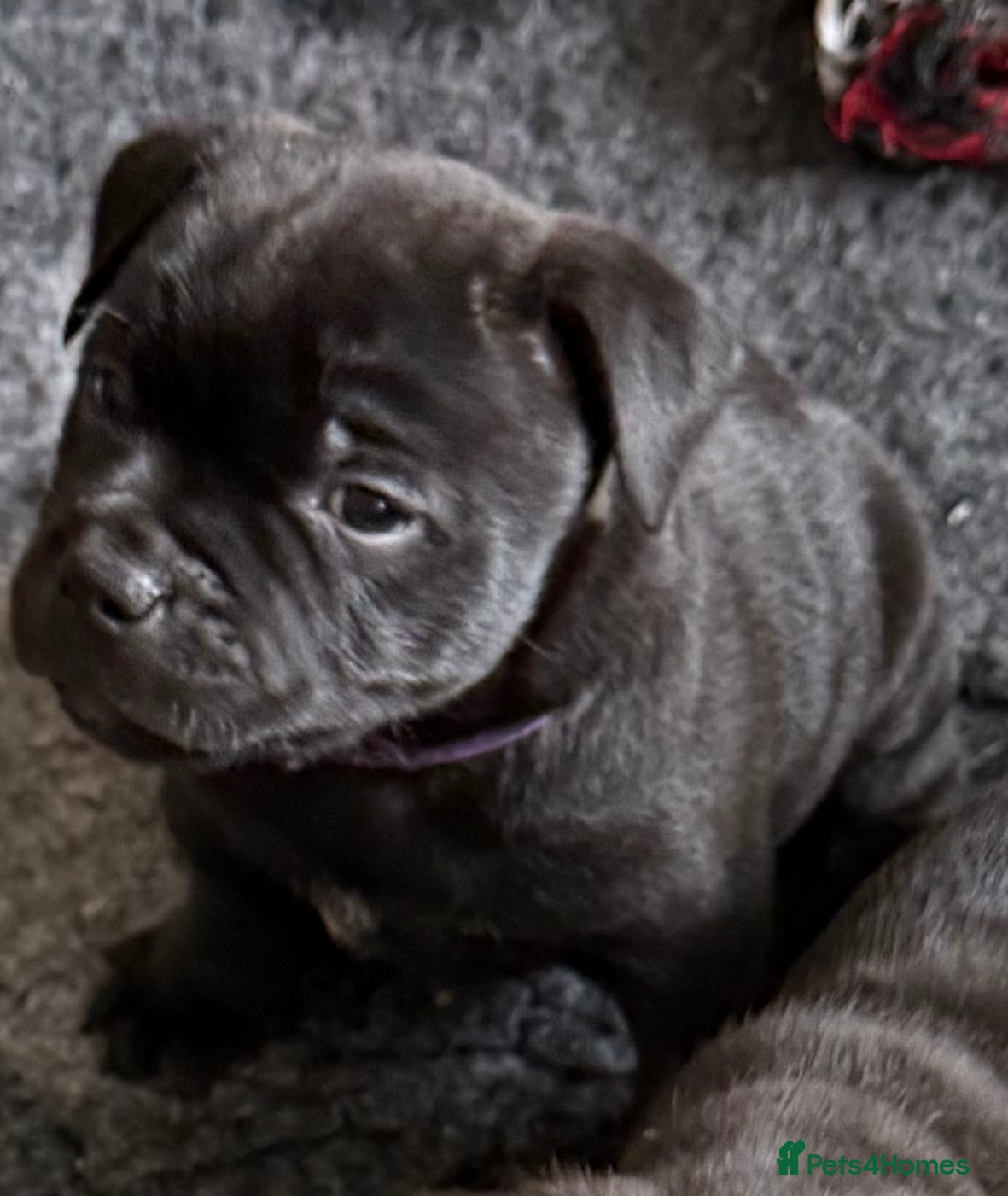 Staffordshire Bull Terrier dogs Repeat mating of an amazing litter  - Advert 5