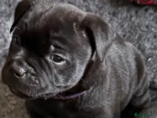 Staffordshire Bull Terrier dogs Repeat mating of an amazing litter - Advert 5