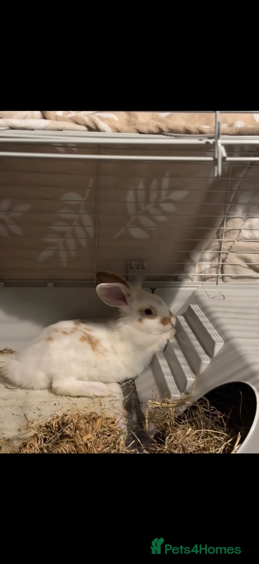 Mixed Breed rabbits for sale: 9month old rabbit for sale  in Bolton - Advert 2