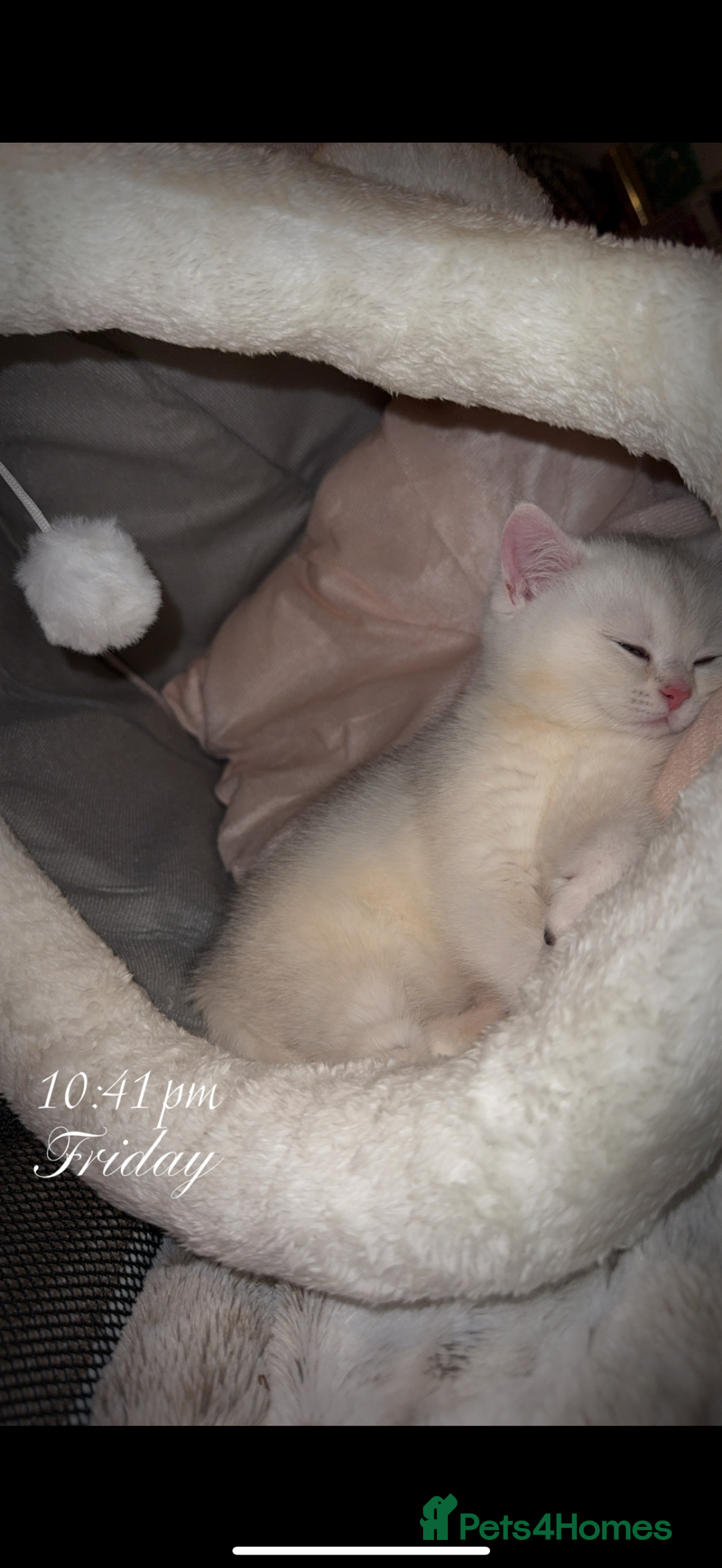 British Shorthair cats for sale: STUNNING GCCF BRITISH SHORTHAIR😍😍 - Advert 6