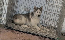Siberian Husky dogs for sale:  Neico  Our Gentle 11 Year Old Husky 💔 🏡 - Advert 2
