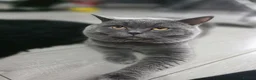 British Shorthair cats for sale: Beautiful Bsh kittens  - Advert 7