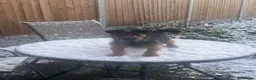 Jack Russell dogs for sale: Beautiful little jackrustle - Advert 2