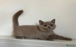 British Shorthair cats for sale: Ready🏡British Shorthair Chuky Kittens - Image 24
