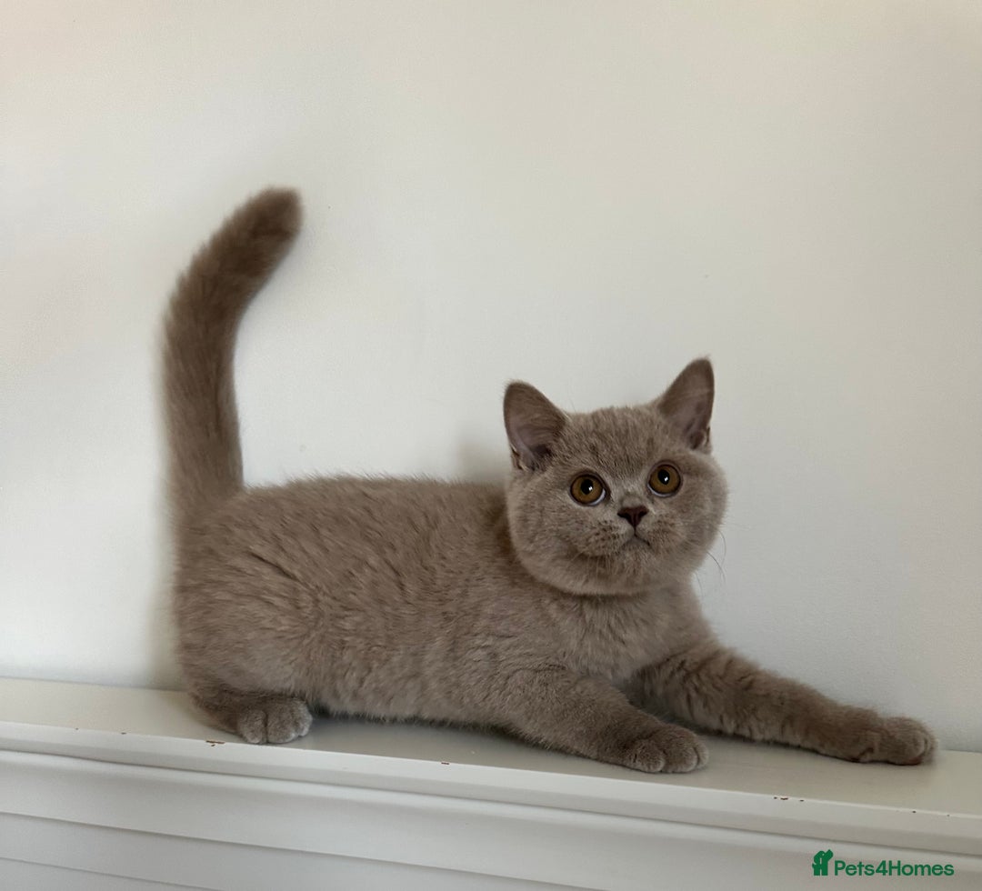 British Shorthair cats for sale: Ready🏡British Shorthair Chuky Kittens - Image 24