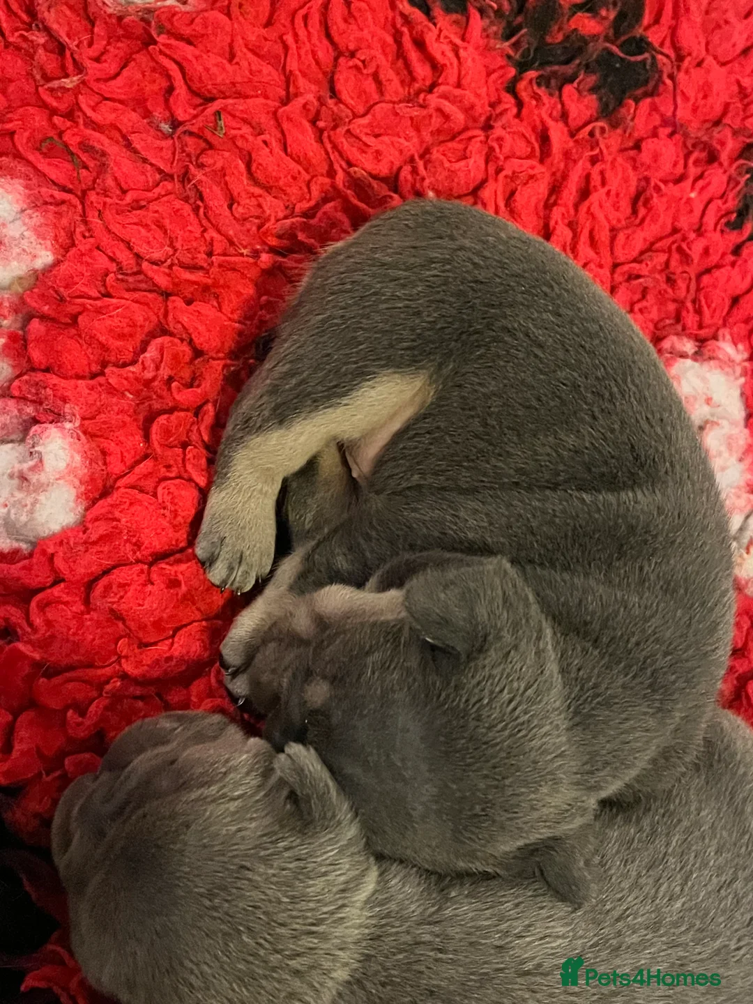 French Bulldog dogs for sale: Health tested kc reg blue/tan lilac tan puppies - Advert 16