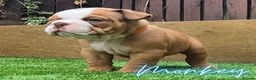 English Bulldog dogs for sale: Exceptional KC Registered British Bulldog Puppies - Advert 12