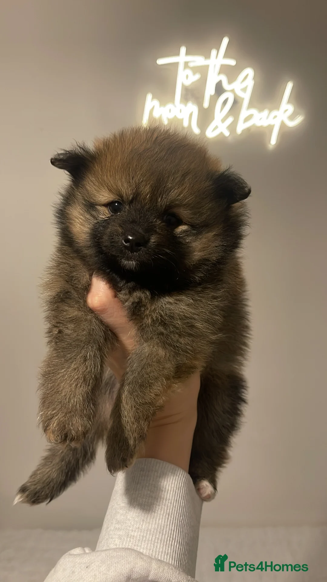 Pomeranian dogs for sale: Pomerian puppies  - Advert 2