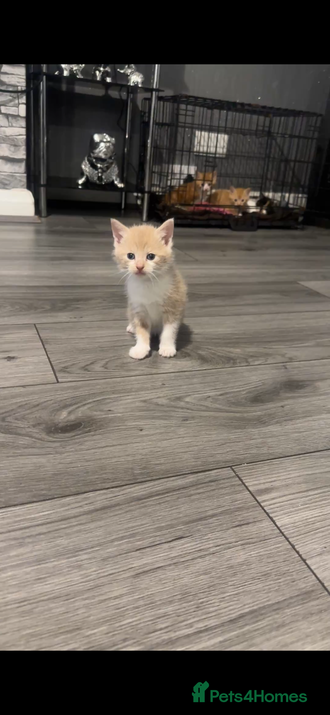 Mixed Breed cats for sale: Kittens ready now - Advert 6