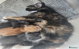 Mixed Breed cats for sale: Gorgeous Kittens  - Image 5