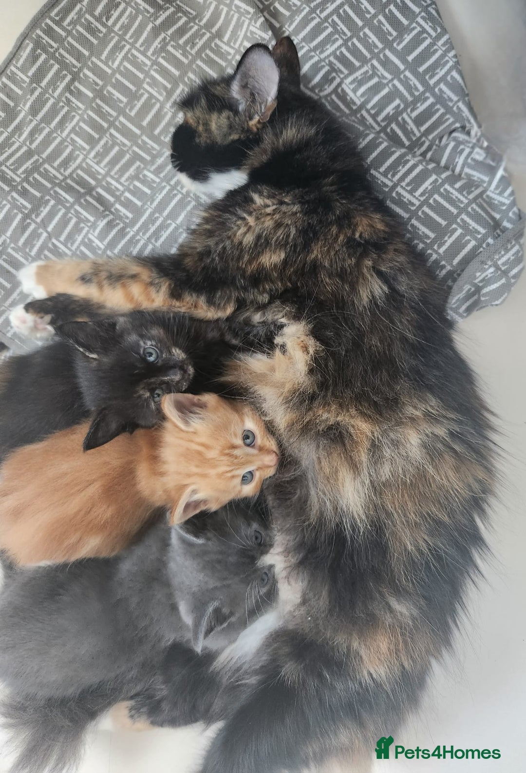 Mixed Breed cats for sale: Gorgeous Kittens  - Image 5