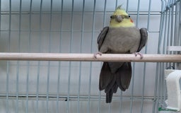 Cockatiels birds for sale: Cockatiel birds - Image 11