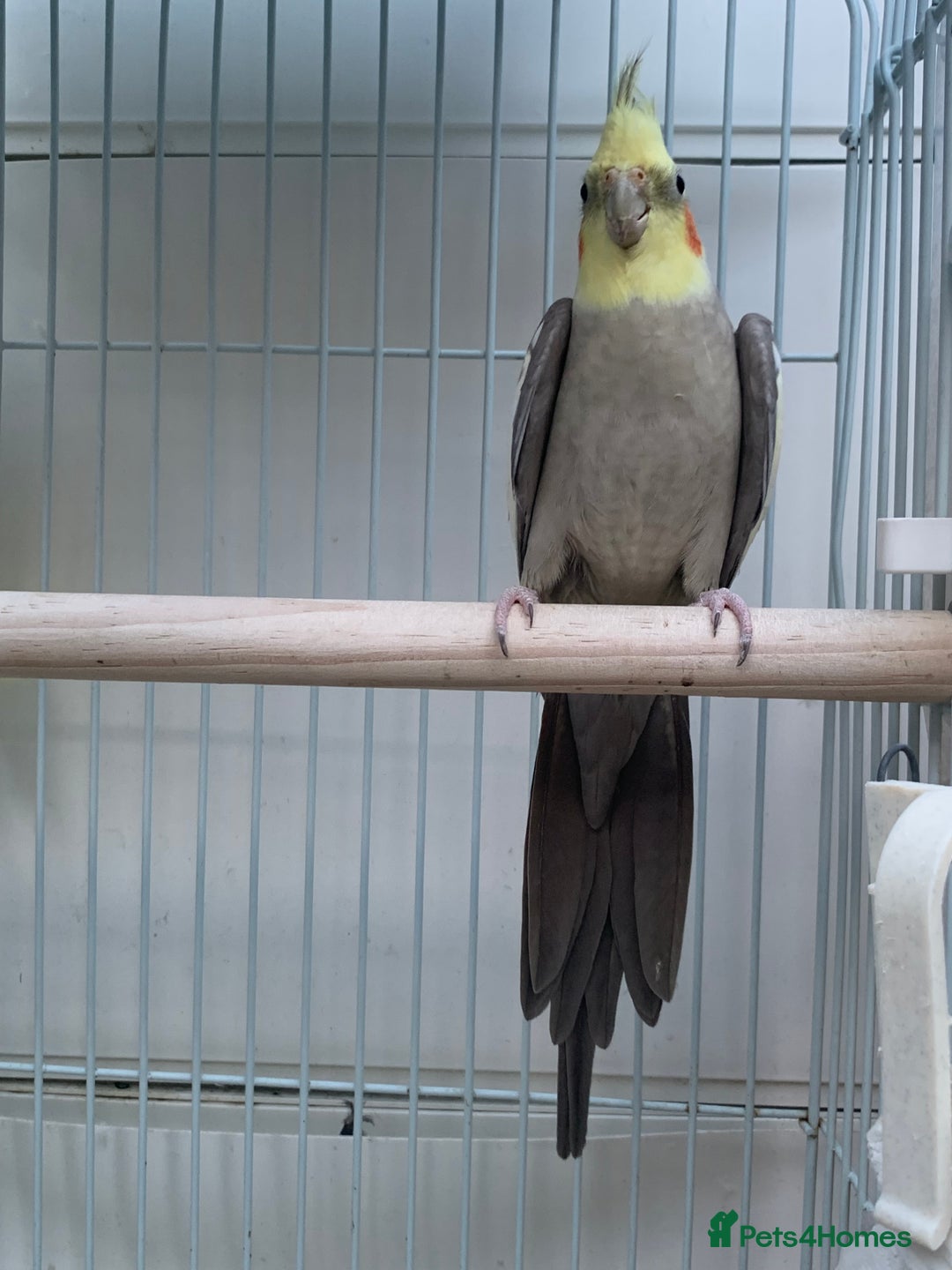 Cockatiels birds for sale: Cockatiel birds - Image 11