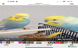 Budgerigars birds for sale: Budgies for rehoming - Image 4