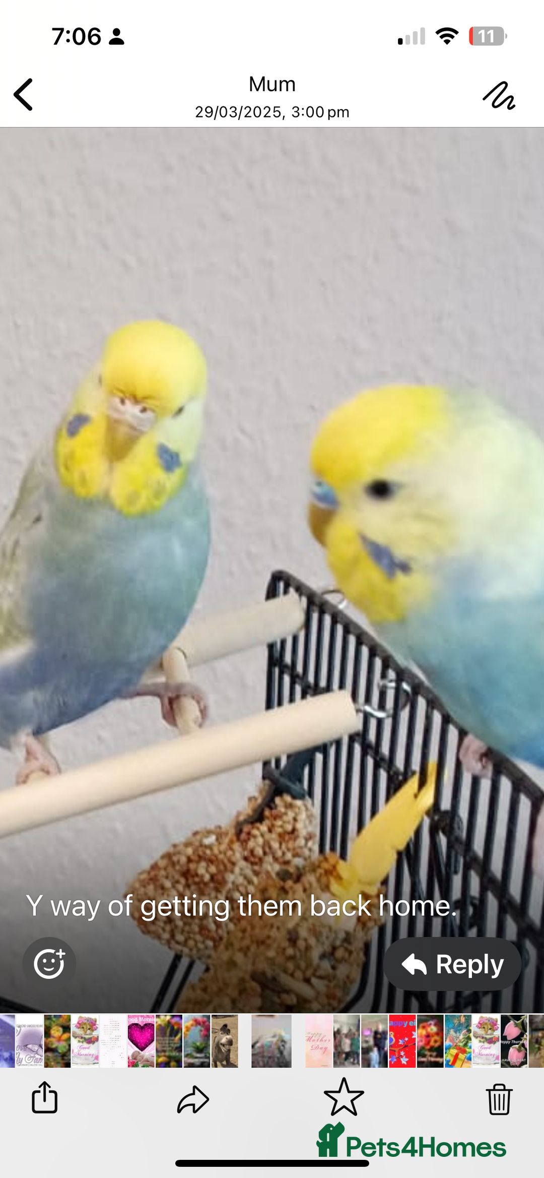 Budgerigars birds for sale: Budgies for rehoming - Image 4