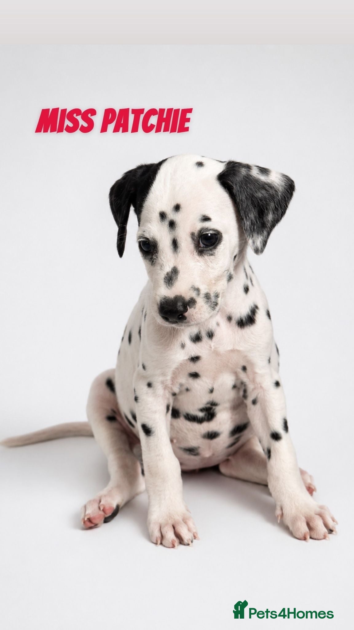 Dalmatian dogs Beautiful Dalmatian puppies - Advert 9