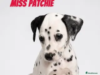 Dalmatian dogs Beautiful Dalmatian puppies - Advert 4