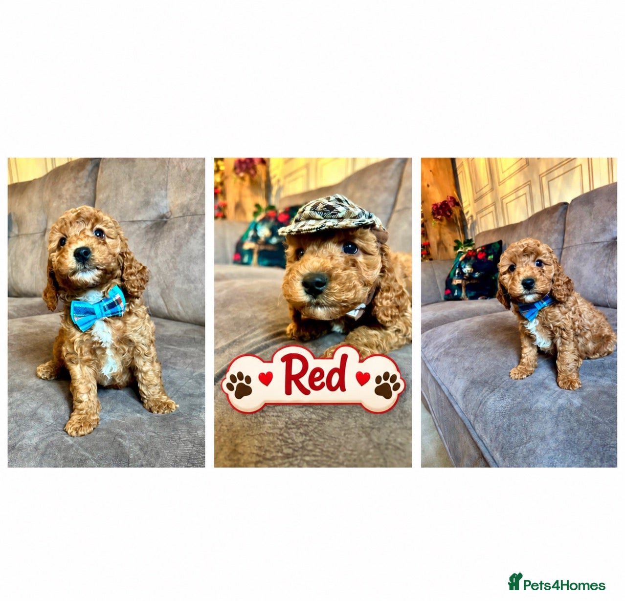 Cavapoo dogs for sale: Real Life Teddys Looking for love  - Advert 8